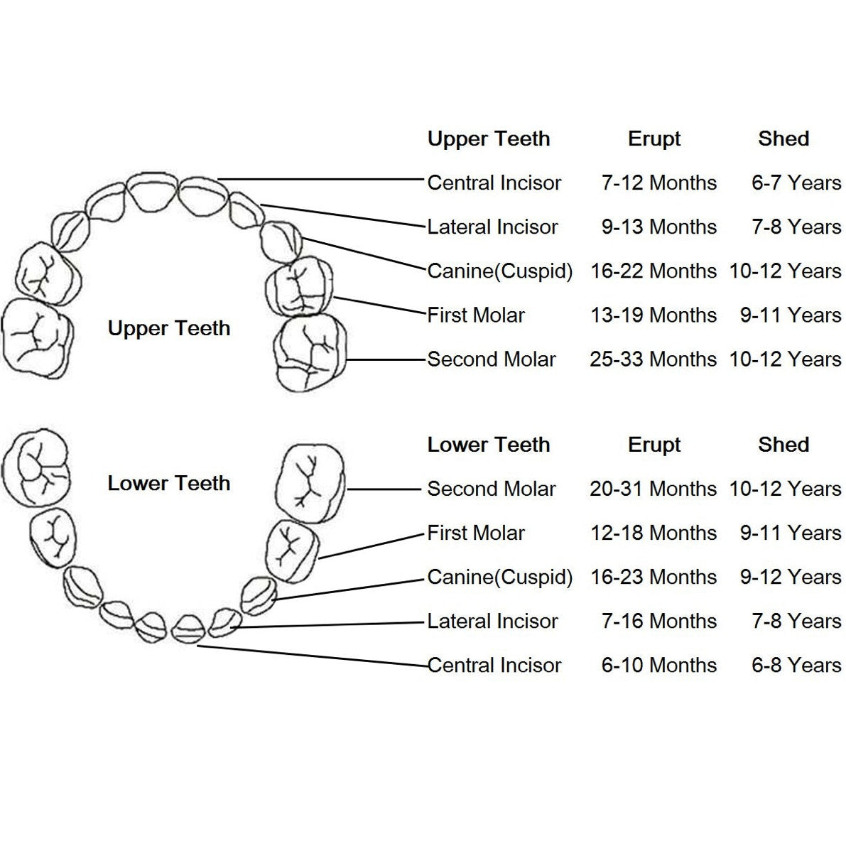 Milk Tooth Wooden Organizer